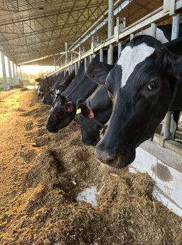 Alta dos preços da soja e dos farelos de soja e milho é um dos problemas enfrentados pelos produtores