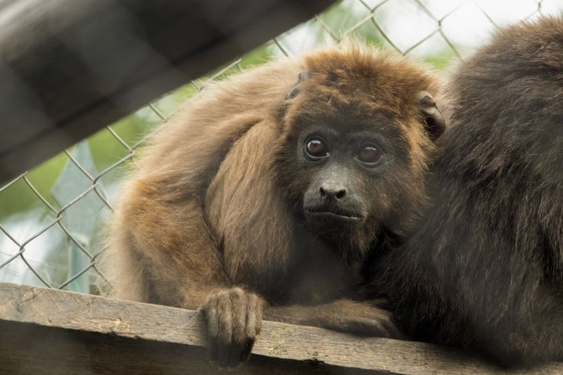 Foram coletadas amostras de animais em quatro cidades para analisar a circulação de agentes virais na região
