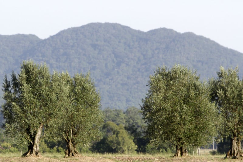 Rio Grande do Sul tem 10 variedades de azeitonas sendo cultivadas em 110 municípios