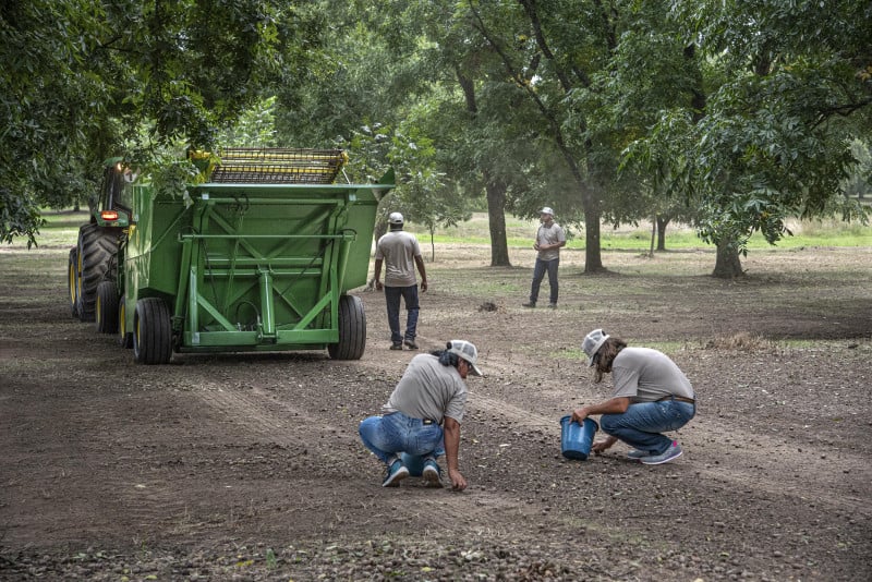 Rio Grande do Sul é responsável por 70% da produção nacional de noz-pecã, e o município da região Jacuí Centro lidera com a maior área cultivada; na imagem, a colheita no RS
