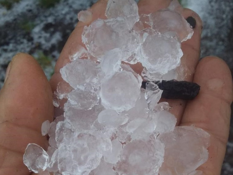 Na localidade de Bevilácqua, granizo acabou com 1,5 hectare de produção de ameixa