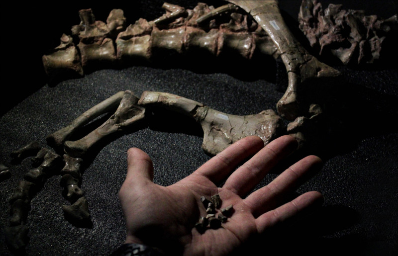 Material foi encontrado em uma estrada e está atrelado a um animal que fora descoberto na região em 1998