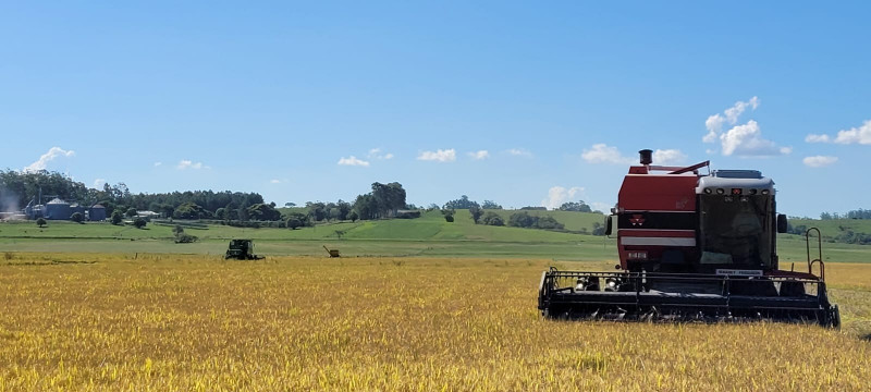 Produtividade de 8,87 mil quilos por hectare é a segunda maior já alcançada pela cultura no Estado