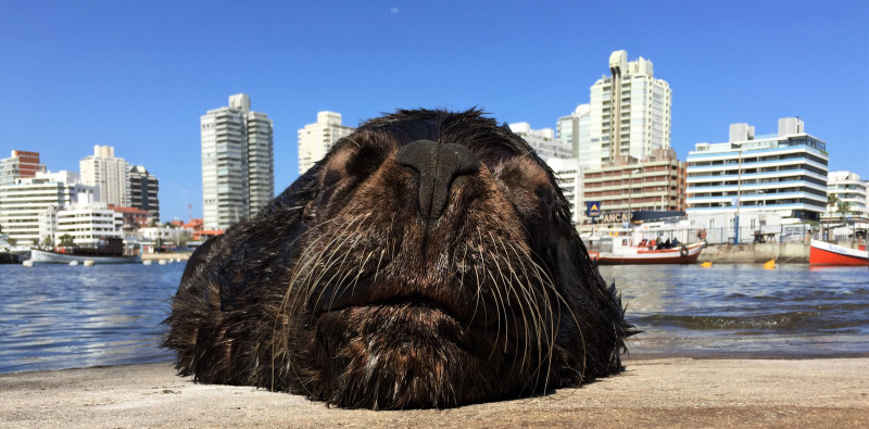 É possível ter uma experiência mais próxima dos animais em passeios a ilhas