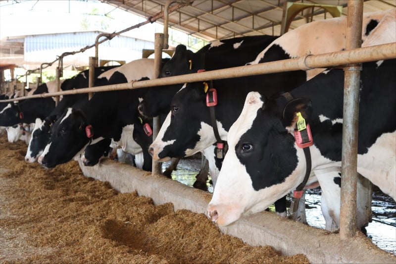 Além da agropecuária, o instituto citou o auxílio da extrativa mineral e de outras atividades de serviços