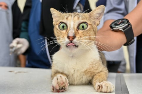 Chipre autoriza uso de medicamentos humanos contra coronavírus em gatos