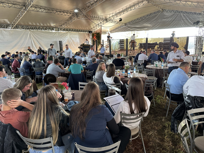 Bastante prestigiado, remate teve como destaque fêmea Angus do lote 71, vendida por R$ 37.400,00 