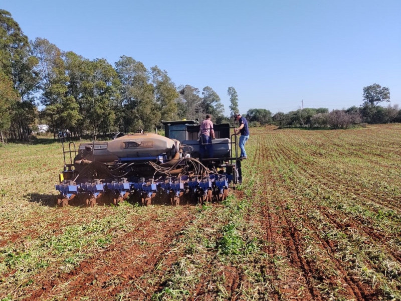 No RS, cultivo do milho estava concluído em 86% na área estimada 
