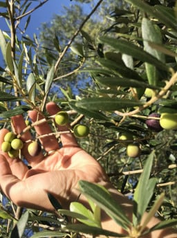 Olivicultores querem compensação por isenção fiscal ao azeite importado