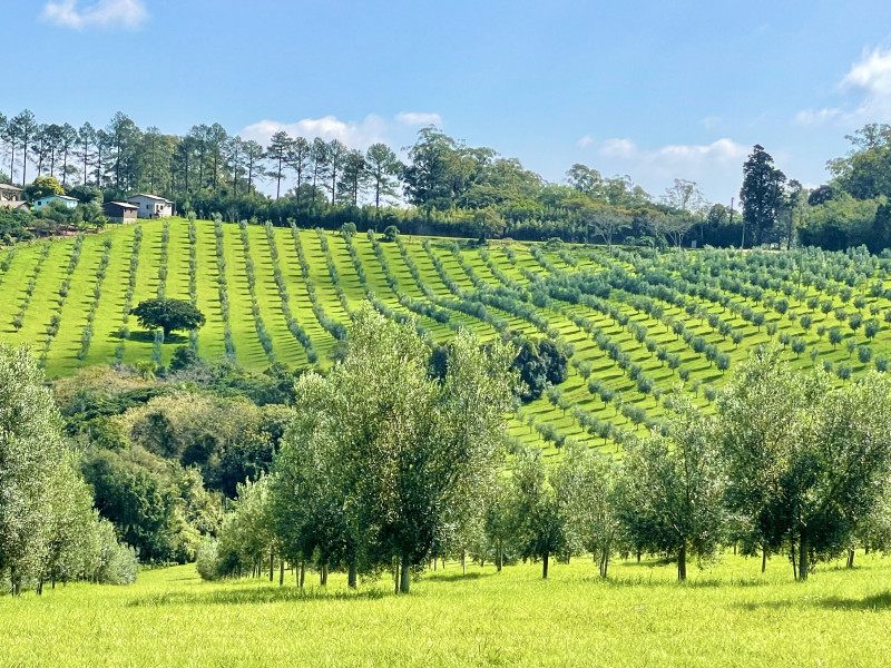 Visitantes poderão conhecer todo o processo de colheita e extração do azeite de oliva 