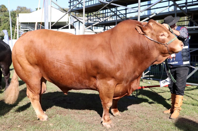 Touro da raça Limousin é o mais pesado da Expointer, com 1,4 mil quilos