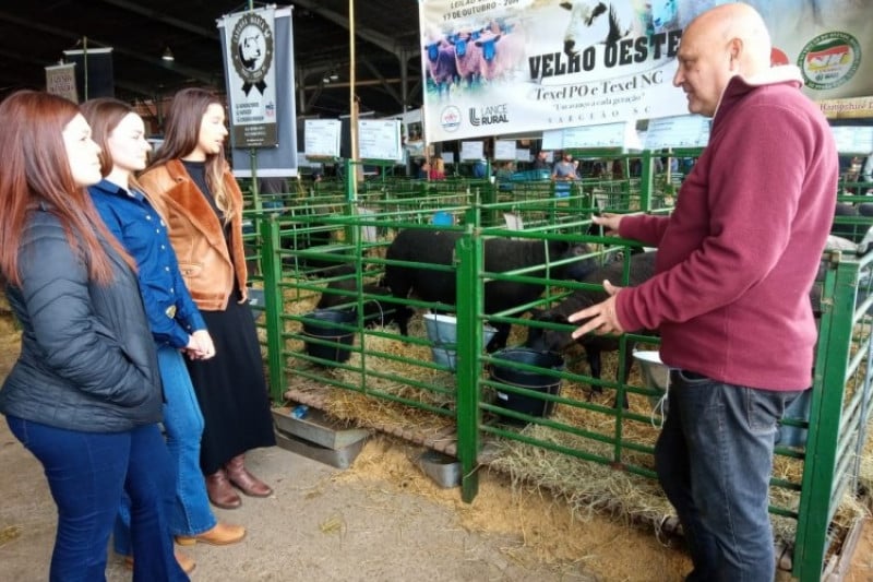 A maioria dos estudantes chega à Medicina Veterinária pensando em cuidar de animais, mas o mercado se mostra bem mais amplo e promissor