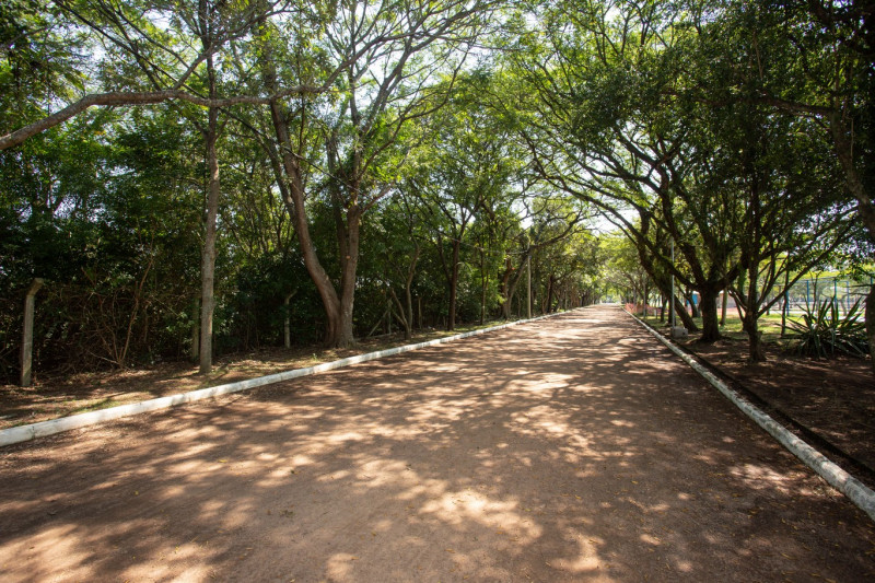 Levantamento prévio identificou cerca de 66 mil árvores no município