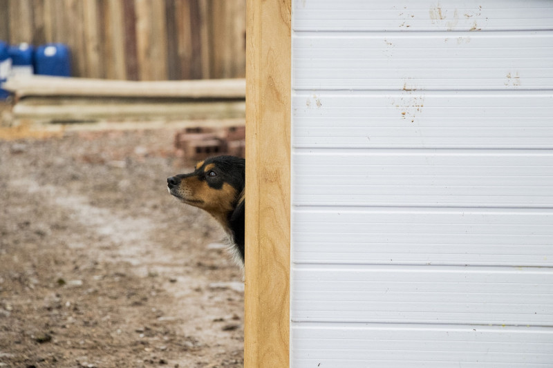 Organização funciona como ponte para tutores encontrarem seus pets