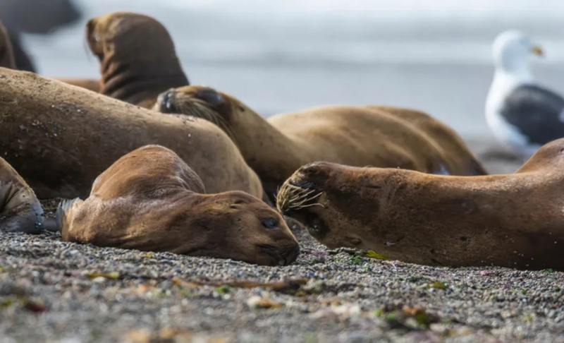 Animais infectados foram localizados na praia do Cassino, no Litoral Sul 