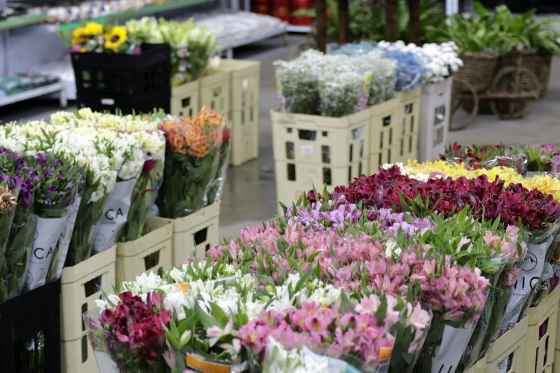 Toda a cadeia de flores e plantas no Brasil emprega, diretamente, mais de 250.000 pessoas