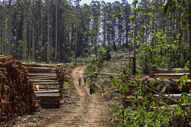 Ageflor espera ampliação da área cultivada com florestas no RS