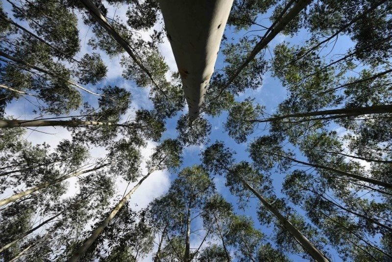 Novo zoneamento ambiental da silvicultura potencializa economia e protege ambiente, diz Camardelli