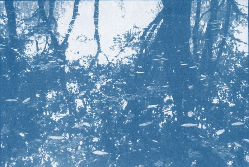 Espaço de Artes da Ufcspa inaugura nova exposição de Andréa Brächer, Ygapó - Floresta Encantada de Águas, nesta terça-feira (7) às 19h 