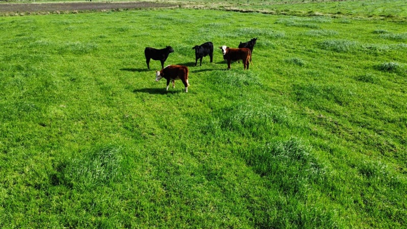 Sustentabilidade na produção de arroz é tema de evento internacional na Serra