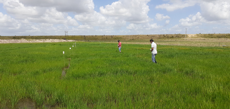 Trindade apresentou estudo desenvolvido em lavoura de arroz no município de Cristal, no Sul do RS