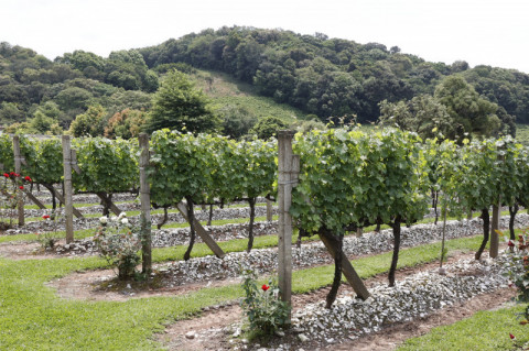 Rio Grande do Sul é destino obrigatório para quem é apaixonado por vinhos