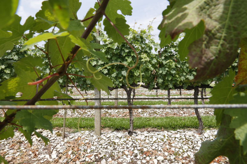 Chuvas impactam produtores e vinícolas da Serra Gaúcha