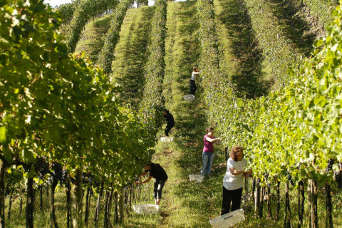 Vale dos Vinhedos preserva tradição centenária de produção
