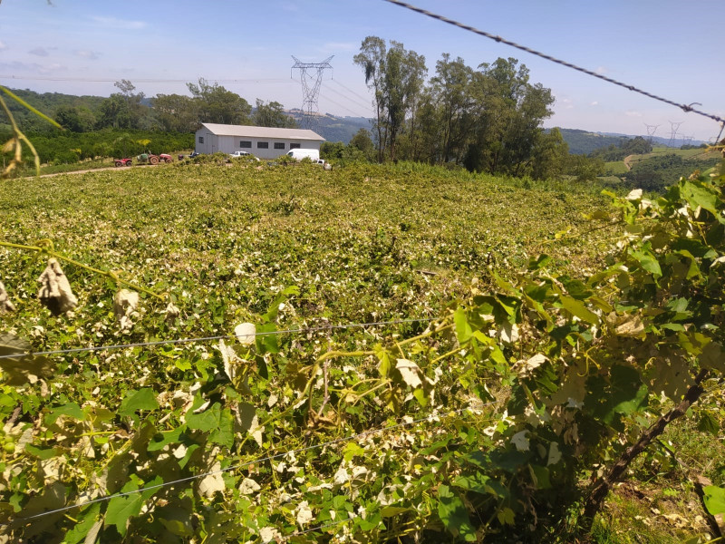 O excesso de dias nublados não deixa as plantas expressarem seu potencial produtivo