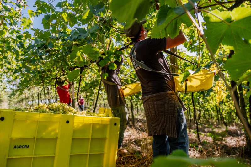 Associados da Aurora devem contratar temporário com base na CLT 