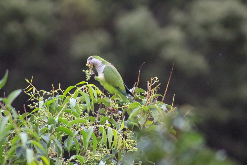 Capital gaúcha tem menos predadores de caturritas do que o campo 