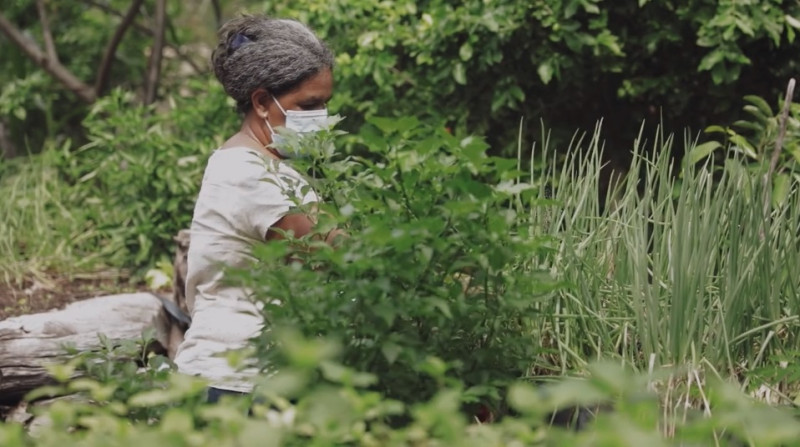 Documentário do Greenpeace Brasil sobre plantação de alimentos e agroecologia, Antes do Prato, chega a plataforma de streaming Globoplay 