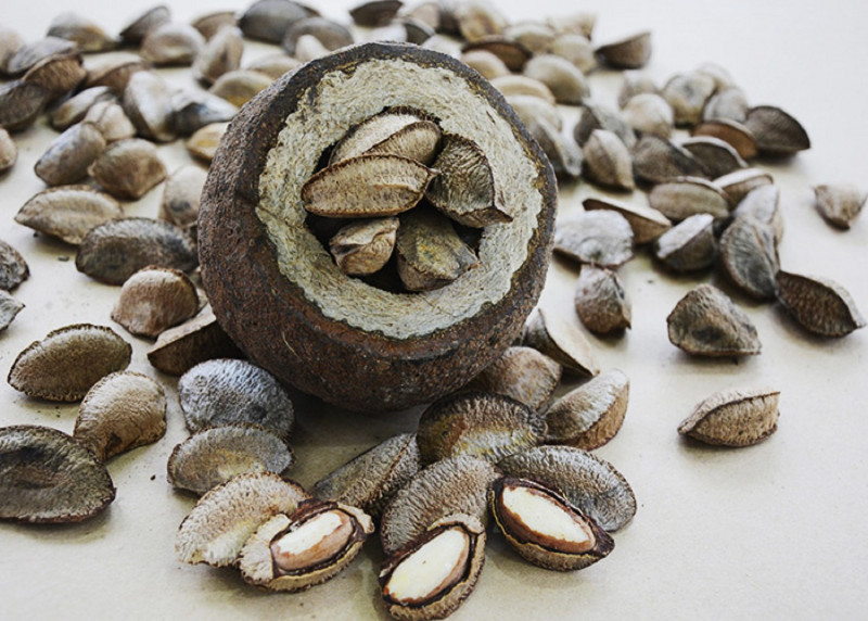Castanha-da-amazônia está entre os principais produtos do agro extrativismo do País
