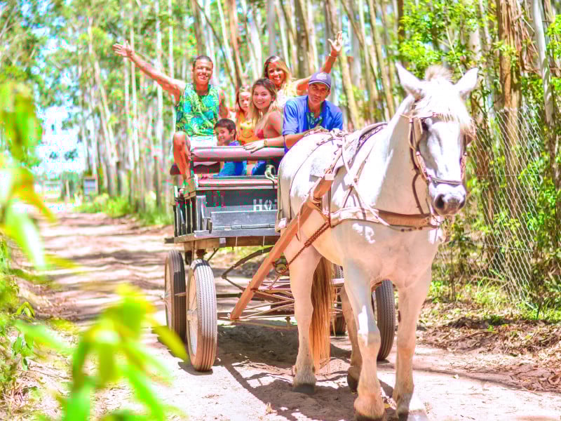 Nove propriedades participam da Rota das Carretas, aproximando turistas de animais e da agricultura, como é o caso do Acqua Lokos