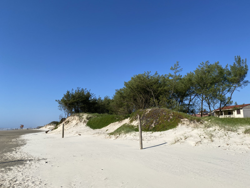 Bosques no Litoral são preservados pelo Plano de Manejo de Dunas