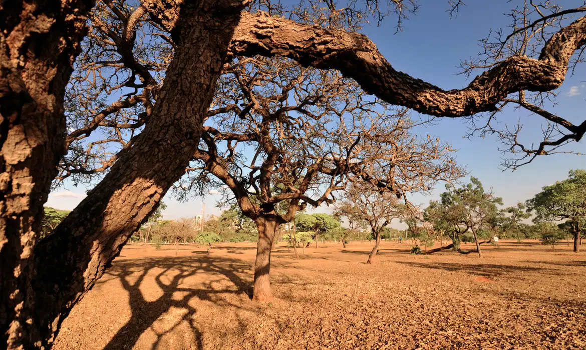 Cerrado continua sendo o bioma com maior área desmatada, com 540.614 hectares em 2025