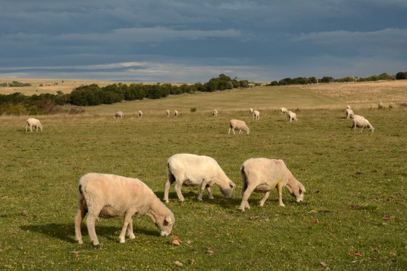 alta demanda por cordeiros e a valorização das lãs finas, especialmente as de Merino Australiano, refletem a consolidação do mercado ovino na região
