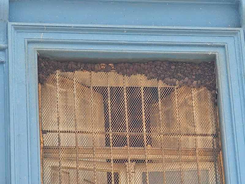 Os morcegos estão em uma janela do segundo andar da galeria na Voluntários da Pátria 