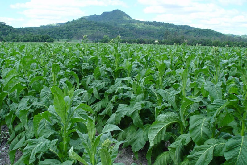 Produtores de tabaco e fumageiras começam a definir preços para a safra 2023/2024