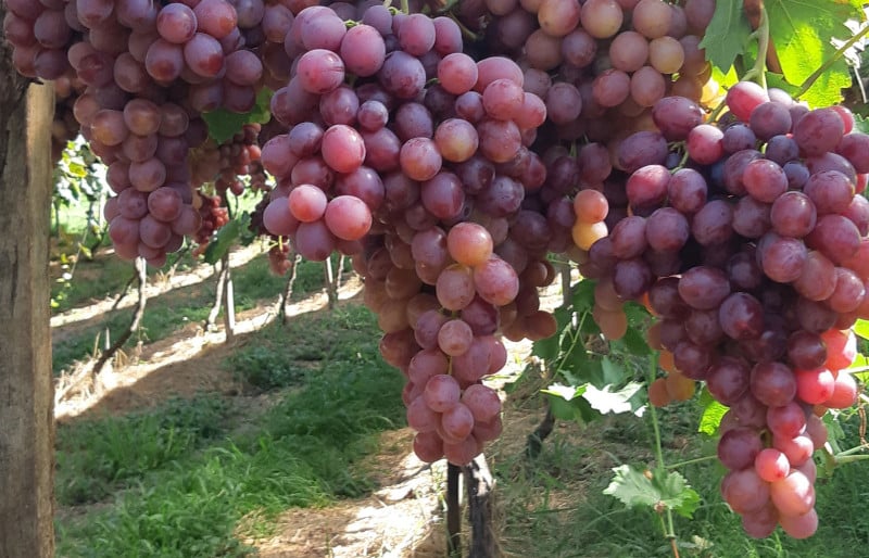 Clima adverso pode provocar quebra de até 40% na safra de uva