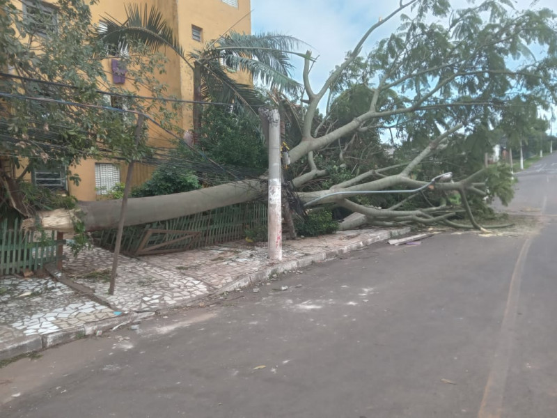 Distribuidora alerta para galhos sobre a rede elétrica