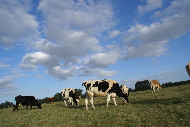 Aliança Láctea planeja exportar até 6 bilhões de litros de leite por ano