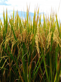 Leilão de importação de arroz é alvo de representação junto ao TCU