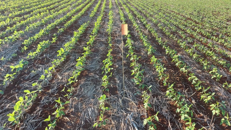 RS inicia semeadura de soja com preços pressionados e olho na China