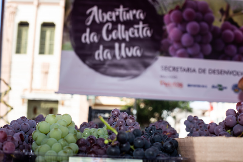 Produção total deste ano na cidade foi estimada em 814 toneladas