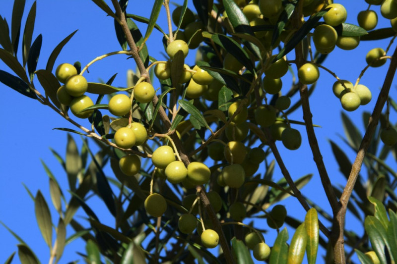 Existem 6,3 mil hectares de oliveiras plantados por 340 produtores em 112 municípios do Estado