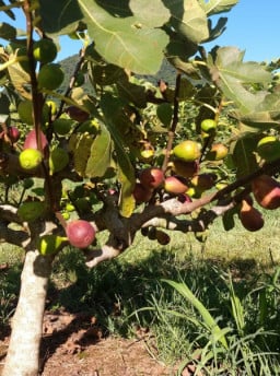 El Niño afetou volume e qualidade da safra gaúcha de figos e uvas