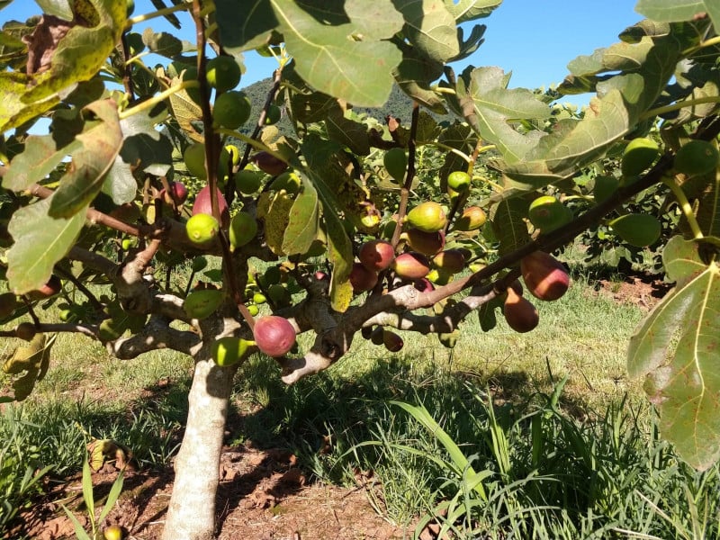 Pelo menos 20% da safra de figos neste ano já estão perdidos, diz Enio Todeschini, da Emater