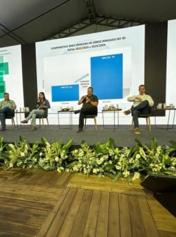 Área plantada com arroz cresce 7,1% e vai a 900 mil hectares no Estado