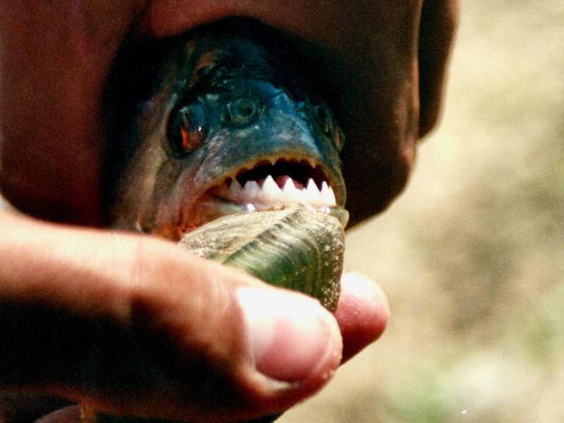 Animais, que são nativos do rio Uruguai, avançam sobre os rios gaúchos e geram preocupação em autoridades